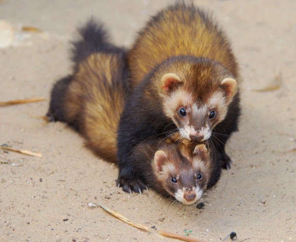 Unrelated ferrets