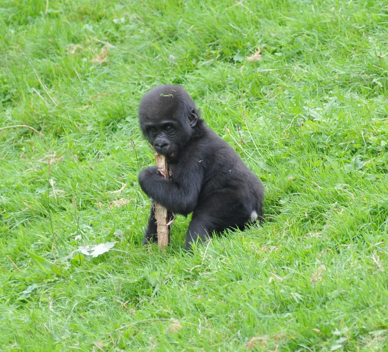 Baby gorilla chewing a stick.