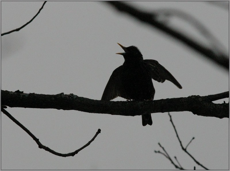 Silhouette of a bird on a branch tweeting